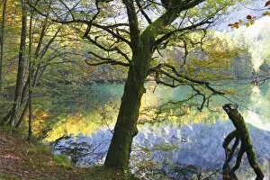 Images Dated 5th October 2012: European Beeches -Fagus sylvatica- on lake Hinterer Langbathsee in autumn, Ebensee