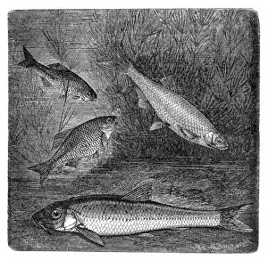 Images Dated 31st August 2016: European bitterling, bleak and gudgeon