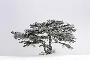 Images Dated 21st January 2010: European Black Pine -Pinus nigra- in a snowstorm, Lower Austria, Austria, Europe