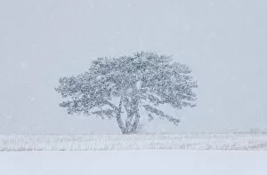 Stormy Gallery: European Black Pine -Pinus nigra- in a snowstorm, Lower Austria, Austria, Europe