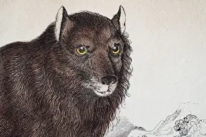 Black Wolf Prints: European black wolf, a melanistic colour variant of the gray wolf (Canis lupus)
