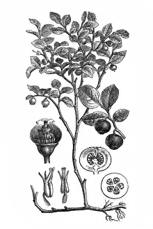 Blueberry Prints: European blueberry (Vaccinium Myrtillus)