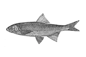 Trout Prints: European chub (squalius leuciscus)
