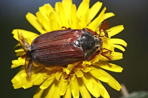 Compositae Gallery: European cockchafer beetle or May beetle -Melolontha melolontha-, with wings unfolded