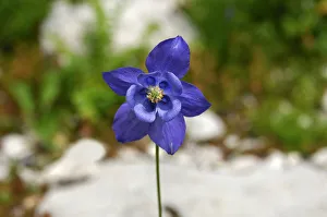 Images Dated 16th July 2006: European Columbine -Aquilegia vulgaris-, Switzerland, Europe