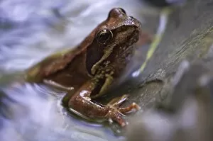 Surrounding Gallery: European Common Brown Frog (Rana temporaria), Tauglbach River, Salzburg, Austria, Europe