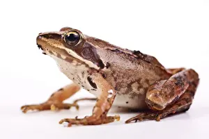 European Common Brown Frog (Rana temporaria)