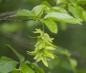 European or Common Hornbeam -Carpinus betulus-, inflorescence and leaves, Hainich National Park, Thuringia, Germany