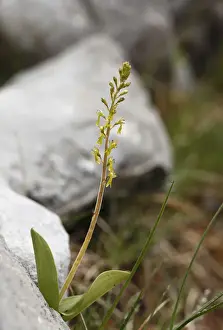 Orchids Prints: European Common Twayblade (Listera ovata), orchid, Burren, Ireland, Europe