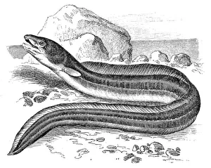 Images Dated 31st August 2016: The European conger (Conger conger)