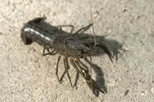 Images Dated 22nd May 2014: European Crayfish -Astacus astacus-, captive, Germany