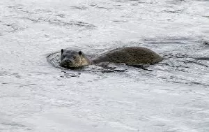 Foraging Gallery: European dog Otter (Lutra lutra)