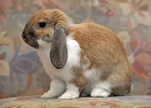 Bunny Prints: European Dwarf Rabbit -Oryctolagus cuniculus-