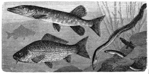 The European eel (Anguilla anguilla), common carp or European carp (Cyprinus carpio), northern pike (Esox lucius)