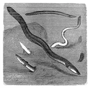 Images Dated 31st August 2016: The European eel (Anguilla anguilla)