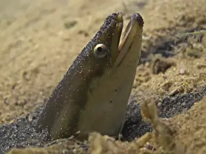 Cave Prints: European eel -Anguilla anguilla- looking out of its sand cave