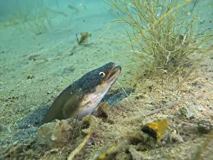 Brandenburg Prints: European eel -Anguilla anguilla- looking out of its small cave