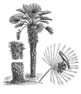 Palm Tree Prints: European fan palm, or the Mediterranean dwarf palm (chamaerops humilis)