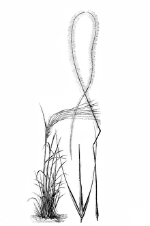 Spiked Gallery: European feather grass (Stipa pennata)