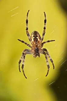 Images Dated 30th August 2012: European garden spider -Araneus diadematus-, spider of the year 2010