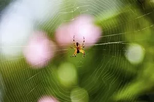 European Garden Spider or Cross Orbweaver -Araneus diadematus- with prey in its web, Hesse, Germany, Europe