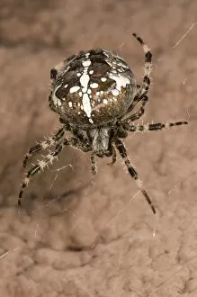 European garden spider or cross spider -Araneus diadematus-, female on her web on a house wall, Untergroeningen
