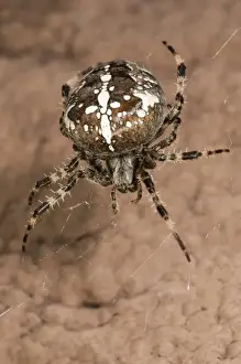 Female Animal Prints: European garden spider or cross spider -Araneus diadematus