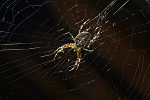 Images Dated 22nd October 2012: European Garden Spider, Diadem Spider or Cross Orbweaver -Araneus diadematus- in a web, Stuttgart