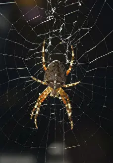 Deutschland Prints: European Garden Spider, Diadem Spider or Cross Orbweaver -Araneus diadematus- in a web