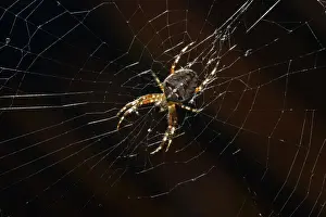 Araneae Prints: European Garden Spider, Diadem Spider or Cross Orbweaver -Araneus diadematus- in a web