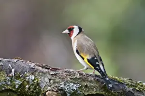 Fringillidae Prints: European Goldfinch -Carduelis Carduelis- foraging in an apple tree