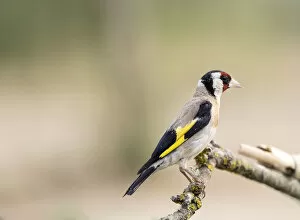 Images Dated 31st July 2016: European Goldfinch (Carduelis carduelis), Spain