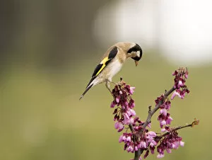 Images Dated 17th April 2016: European Goldfinch (Carduelis carduelis), Spain. Put on a branch with floresen spring