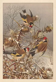 Images Dated 11th July 2018: European goldfinches (Carduelis carduelis), lithograph, published around 1895