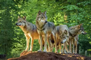 Prints of animal wildlife, wolf, gray wolf, animals in the wild, no people, nature, animal, mammal, canine, animal themes, forest, group of animals, No People, Grey Wolf Grey Wolf Prints: European Gray Wolf, Canis lupus lupus, Pack of Wolves