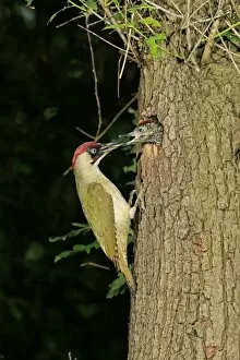 Piciformes Gallery: European Green Woodpecker -Picus viridis- feeding young at nest in tree hole, Germany