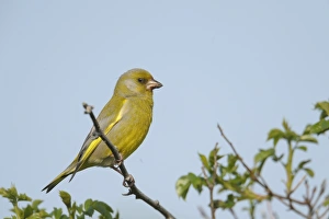 Images Dated 22nd May 2011: European greenfinch -Carduelis chloris-