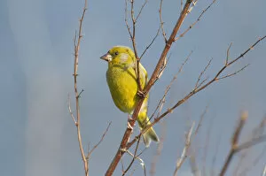 Images Dated 22nd May 2011: European greenfinch -Carduelis chloris-