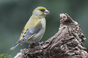 Niedersachsen Prints: European greenfinch (Carduelis chloris) sits on deadwood, Emsland, Lower Saxony, Germany