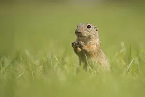 European Ground Squirrel or European Souslik -Spermophilus citellus- on a meadow, Lower Austria, Austria