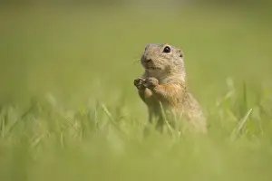 Spermophilus Prints: European Ground Squirrel or European Souslik -Spermophilus citellus- on a meadow