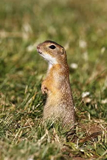 Friedhelm Adam Nature Photography Gallery: European ground squirrel or souslik (Spermophilus citellus) standing on its hind legs
