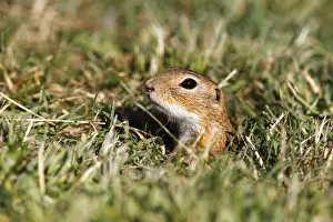 Prints of European ground squirrel or souslik (Spermophilus citellus) looking out of its cave Friedhelm Adam Nature Photography Prints: European ground squirrel or souslik (Spermophilus citellus) looking out of its cave