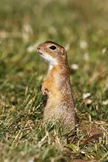 Watchful Prints: European ground squirrel or souslik (Spermophilus citellus) standing on its hind legs and watching its surroundings