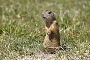 Prints of European ground squirrel or souslik (Spermophilus citellus) standing on its hind legs and watching its surroundings Friedhelm Adam Nature Photography Prints: European ground squirrel or souslik (Spermophilus citellus) standing on its hind legs and watching its surroundings