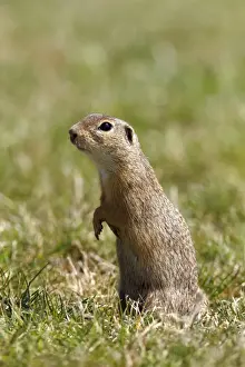 Prints of European ground squirrel or souslik (Spermophilus citellus) standing on its hind legs and watching its surroundings Friedhelm Adam Nature Photography Prints: European ground squirrel or souslik (Spermophilus citellus) standing on its hind legs and watching its surroundings