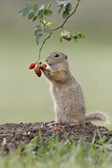 Images Dated 13th August 2014: European ground squirrel -Spermophilus citellus- upright, feeding on a rosehip, Austria
