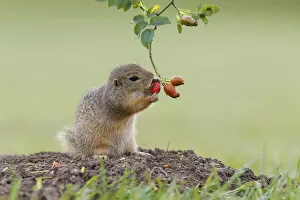Images Dated 13th August 2014: European ground squirrel -Spermophilus citellus- holds on to a rose hip while feeding, Austria