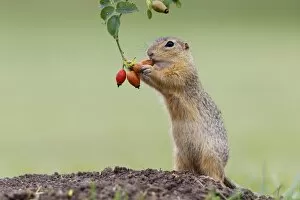 Images Dated 13th August 2014: European ground squirrel -Spermophilus citellus- upright, feeding on a rosehip, Austria