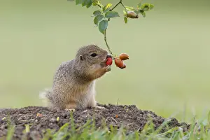 Ingestion Prints: European ground squirrel -Spermophilus citellus- holds on to a rose hip while feeding